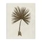Stupell Industries Vintage Study of Palm Leaf Canvas Design by Phillipa Katz